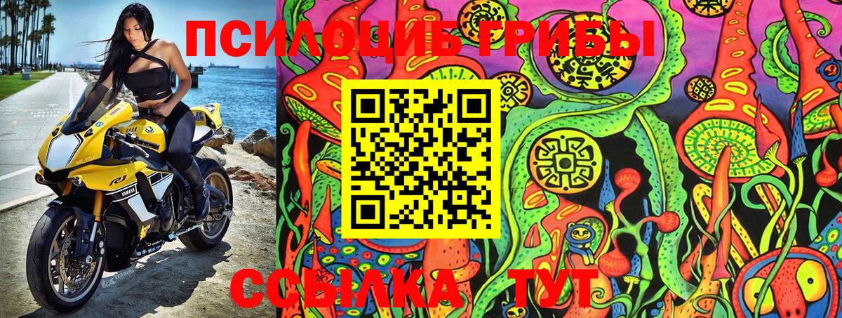 Псилоцибиновые грибы Psilocybe Абакан